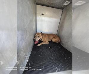 American Staffordshire Terrier-Unknown Mix Dogs for adoption in San Antonio, TX, USA