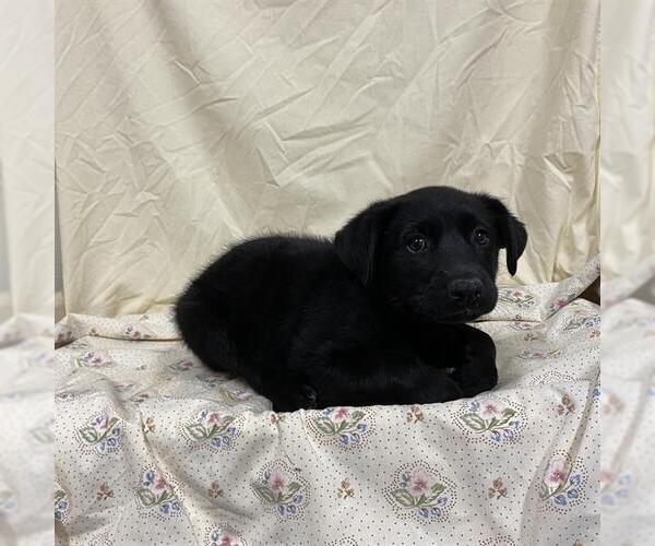 Medium Photo #1 German Shepherd Dog-Unknown Mix Puppy For Sale in Modesto, CA, USA