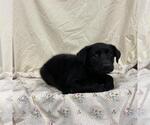 Small German Shepherd Dog Mix
