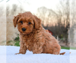 Small Photo #1 Goldendoodle-Poodle (Miniature) Mix Puppy For Sale in NARVON, PA, USA