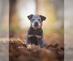 Small #1 Australian Cattle Dog