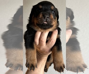 Medium Rottweiler