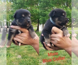 Pomsky Puppy for sale in PIKEVILLE, TN, USA