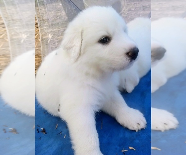 Medium Photo #8 Great Pyrenees Puppy For Sale in MORGANTOWN, WV, USA