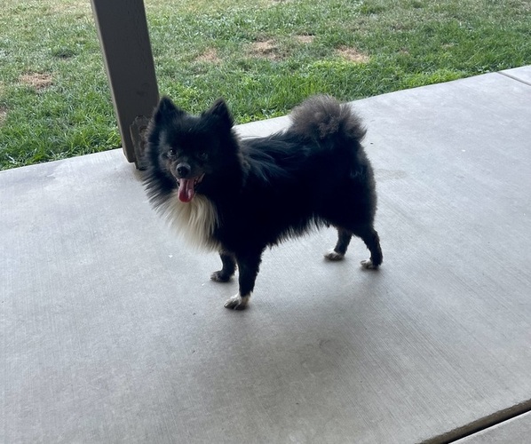Medium Photo #1 Pomeranian Puppy For Sale in BAKERSFIELD, CA, USA