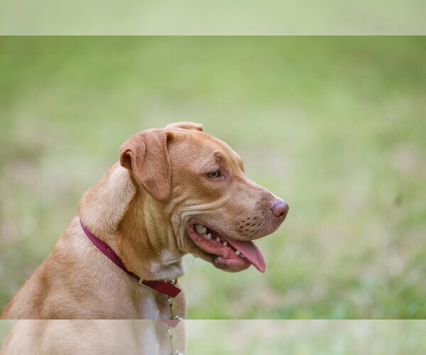 Medium Photo #2 Mutt Puppy For Sale in  Gainesville, FL, USA