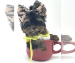 Small Photo #12 Yorkshire Terrier Puppy For Sale in CORAL SPRINGS, FL, USA