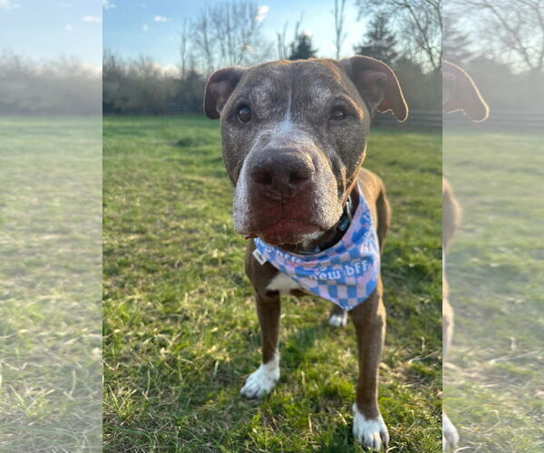 Medium Photo #7 American Pit Bull Terrier-Unknown Mix Puppy For Sale in Germantown, OH, USA