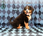 Small Photo #69 Bernese Mountain Dog Puppy For Sale in HARRISONBURG, VA, USA