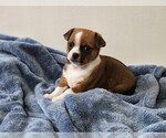 Puppy Gino Chihuahua