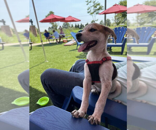 Medium Photo #3 Mutt Puppy For Sale in Bethesda, MD, USA