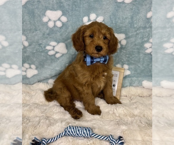 Medium Photo #3 Goldendoodle mix (+ Poodle Miniature) Puppy For Sale in NOBLESVILLE, IN, USA