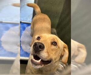 Labrador Retriever-Unknown Mix Dogs for adoption in Downey, CA, USA