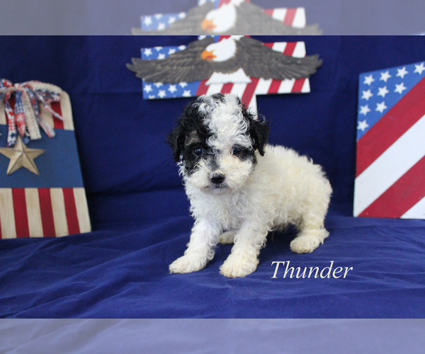 Medium Photo #8 Poodle (Toy) Puppy For Sale in CHANUTE, KS, USA