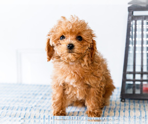 Medium Poodle (Toy)