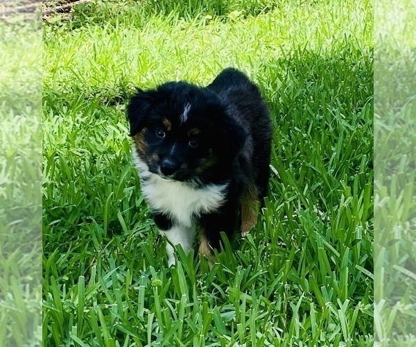 Medium Photo #5 Australian Shepherd Puppy For Sale in ANTHONY, FL, USA