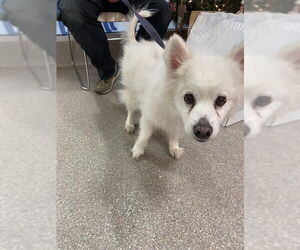 American Eskimo Dog Dogs for adoption in Pikesville, MD, USA