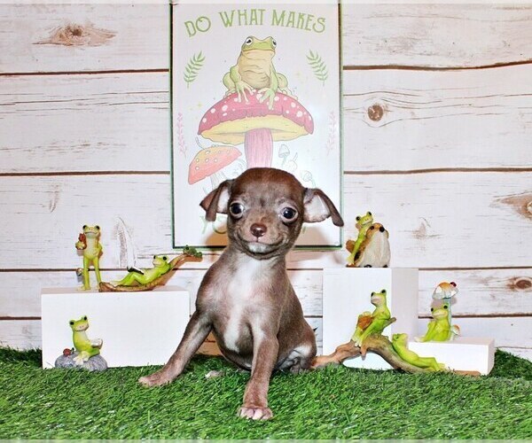 Medium Photo #104 Chihuahua Puppy For Sale in CHARLESTON, AR, USA