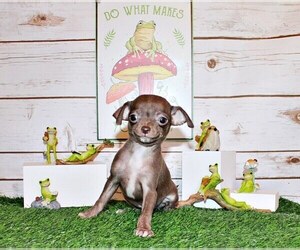 Medium Chihuahua