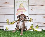 Puppy Symbra Chihuahua