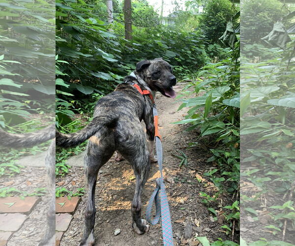 Medium Photo #7 Mastiff-Staffordshire Bull Terrier Mix Puppy For Sale in Decatur, GA, USA