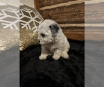 Small Photo #5 Poodle (Miniature) Puppy For Sale in BARNETT, MO, USA