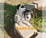Small #1 Dachshund Mix