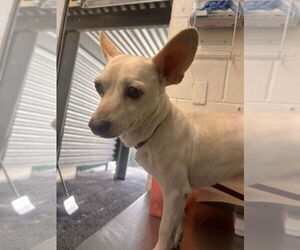 Chihuahua Dogs for adoption in San Bernardino, CA, USA