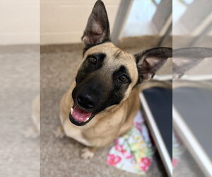 Mutt Dogs for adoption in Hilton Head, SC, USA