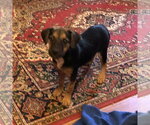 Small Photo #2 Labrador Retriever Puppy For Sale in Yardley, PA, USA