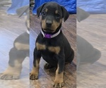 Puppy Abby Cadabby Doberman Pinscher