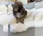 Small #8 Pomeranian