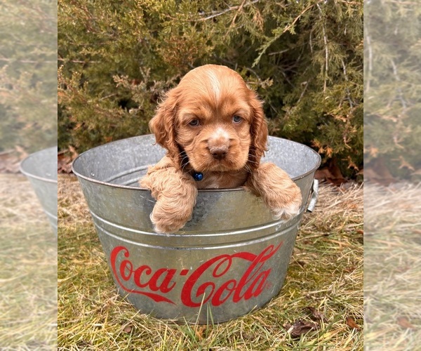 Medium Photo #4 Cocker Spaniel Puppy For Sale in MIDDLEBURY, IN, USA
