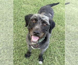 Pointer-Unknown Mix Dogs for adoption in Boston, MA, USA