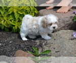 Small #1 Mal-Shi