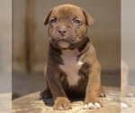Puppy 9 American Bully