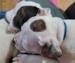 Small #4 Bullboxer Pit