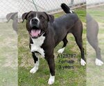 Small American Pit Bull Terrier
