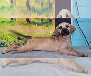 Labrador Retriever-Unknown Mix Dogs for adoption in Wetumpka, AL, USA