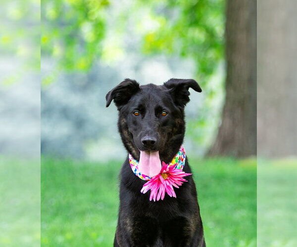 Medium Photo #1 German Shepherd Dog-Unknown Mix Puppy For Sale in Unionville, PA, USA