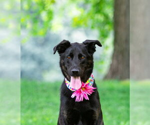 German Shepherd Dog-Unknown Mix Dogs for adoption in Unionville, PA, USA