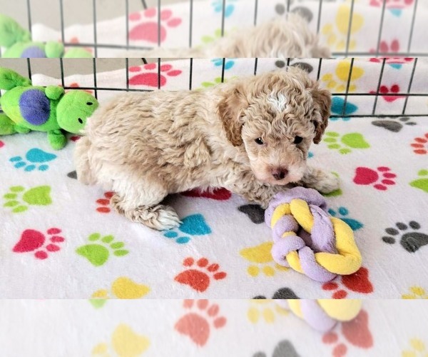 Medium Photo #3 Cock-A-Poo-Poodle (Miniature) Mix Puppy For Sale in ORO VALLEY, AZ, USA