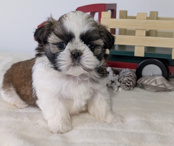 Medium Photo #2 Shih Tzu Puppy For Sale in GOSHEN, IN, USA