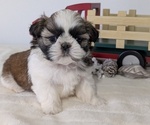Small #1 Shih Tzu