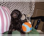 Small Photo #64 Australian Labradoodle Puppy For Sale in W FIELD, NC, USA