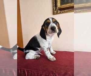 Beagle Puppy for sale in LAKE STATION, IN, USA