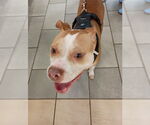 Small #5 American Pit Bull Terrier Mix
