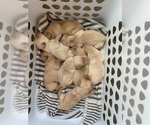 Small #3 Labrador Retriever