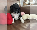 Puppy Claire Springerdoodle