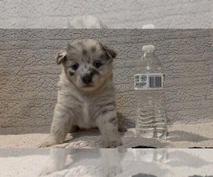 Chiweenie-Pomeranian Mix Puppy for sale in VISALIA, CA, USA